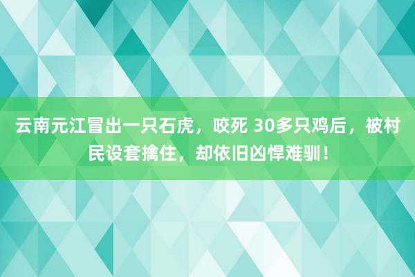 云南元江冒出一只石虎，咬死 30多只鸡后，被村民设套擒住，却依旧凶悍难驯！